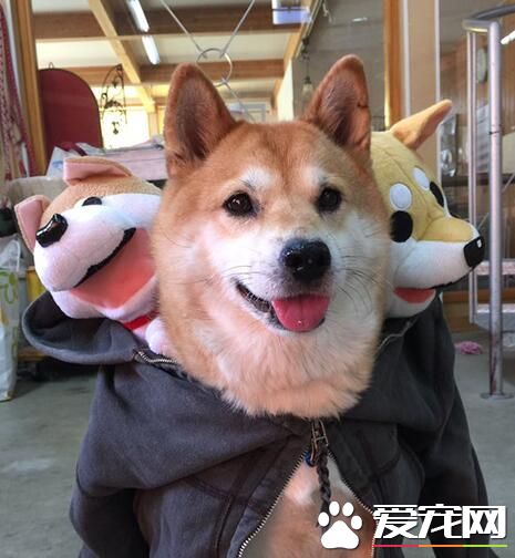 地狱三头犬出现啦！给糖就回去