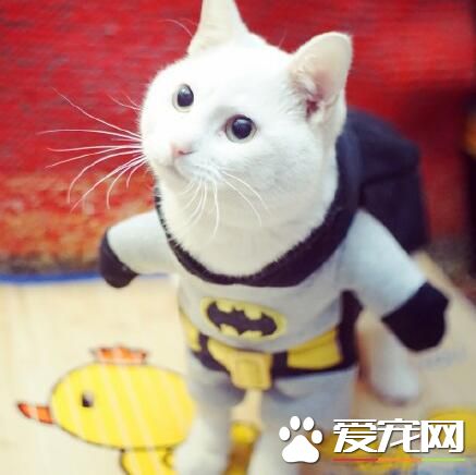 维护正义的小小蝙蝠侠