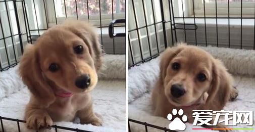 听到口哨声就歪头 小腊肠萌翻网友