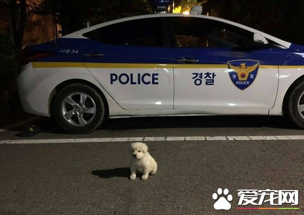 流浪狗没有人要 韩国警察收编给它一个家