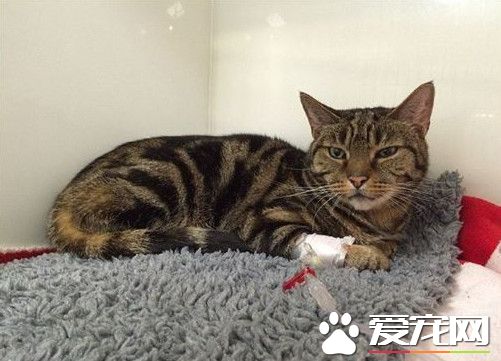 圣诞节偷吃白兰地蛋糕 贪吃猫咪宿醉送医