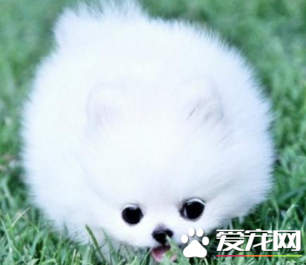 博美犬最低价格 公犬价格在一万二以上