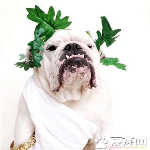 养英国斗牛犬的缺点 重点相当分散使得外貌丑陋