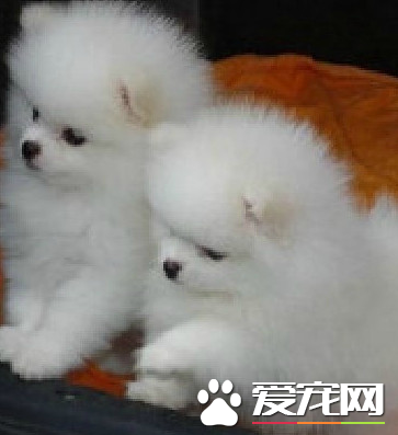 博美犬最低价格 公犬价格在一万二以上