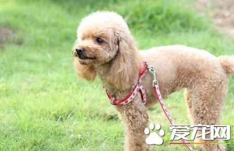 辨别纯种泰迪犬 先观察其父母的情况