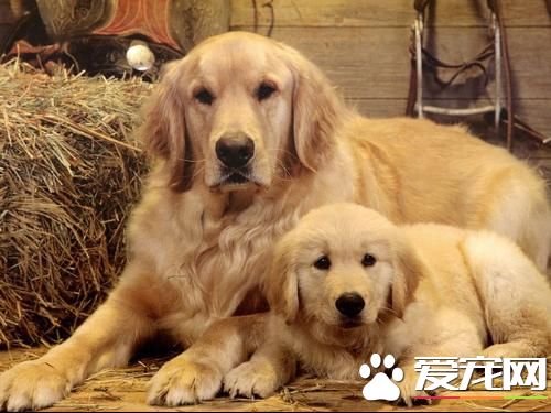 养金毛寻回犬的花费 金毛的开销还算一般