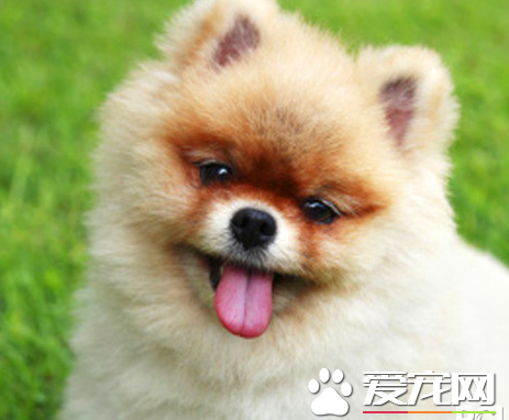 博美犬瘟热的治疗方法 博美犬瘟热的处理方法