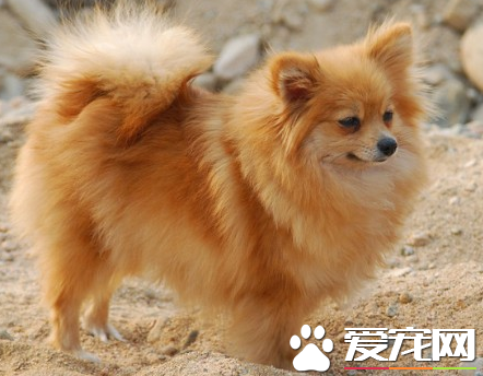 博美犬最低价格 公犬价格在一万二以上