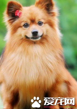 博美犬怎么喂养 喂食要定时定量营养要平衡