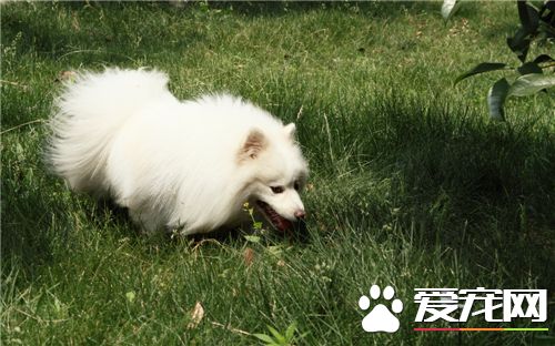 小银狐犬的价格 血统好的幼犬价格会同比增高500元
