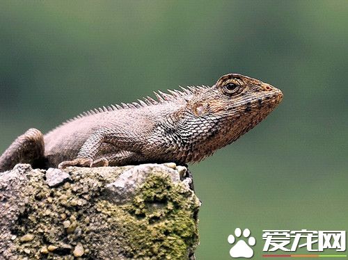 宠物蜥蜴的种类 四种常见容易饲养的宠物蜥蜴