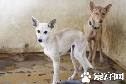 拍出奇迹美照 间接救下百只死刑犬