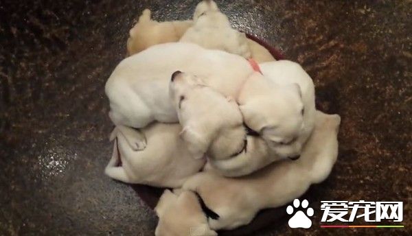 为了抢睡垫 5只拉布拉多相互堆叠成狗狗高塔