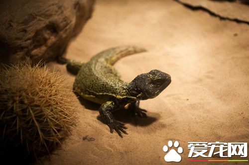 宠物蜥蜴的种类 四种常见容易饲养的宠物蜥蜴