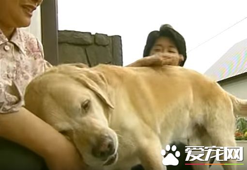 相隔11年在回家 导盲犬不曾忘记照顾它的家人