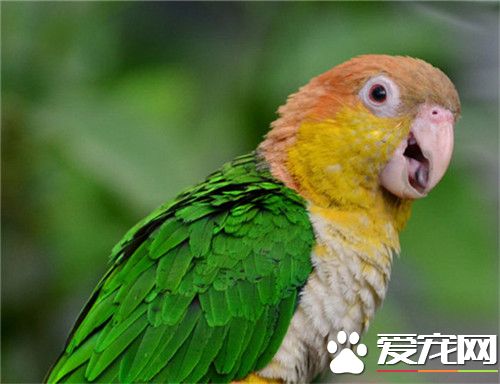 白腹凯克鹦鹉多少钱 价钱普遍比较高