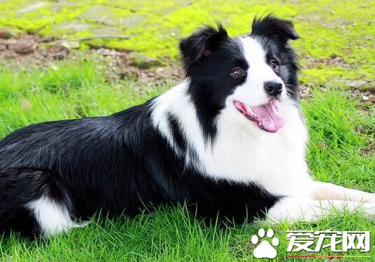 养边境牧羊犬价格 价格从一千到上万不等
