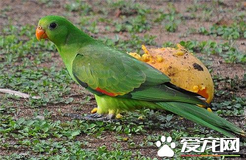 红翅鹦鹉的价格 红翅鹦鹉价格是比较昂贵的