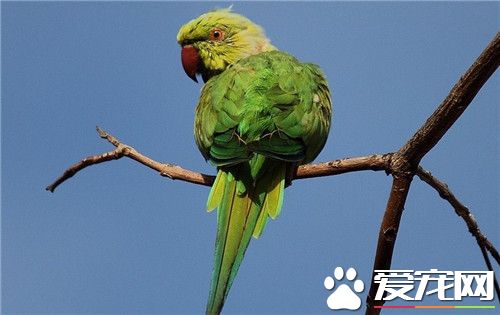 环颈鹦鹉价格 变种的价格往往十分地高