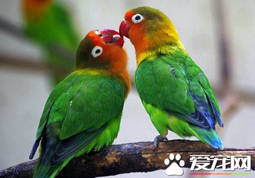 菲律宾悬吊鹦鹉多少钱 它是需要保护的低危物种