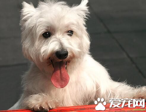 西高地白梗犬喜欢吃什么 猪骨最容易给犬吸收