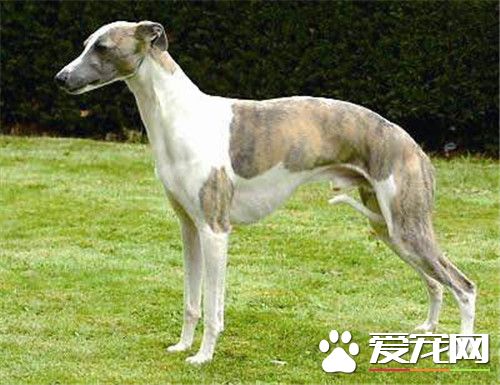 惠比特幼犬价格 很纯的狗狗价格在1500-2000