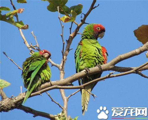 红面具锥尾鹦鹉价格 价格一般在1000元左右