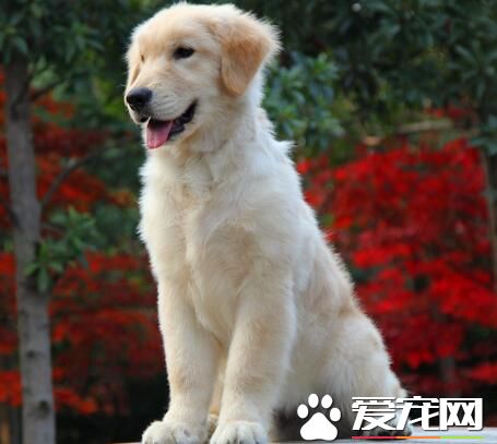 养金毛寻回犬的花费 金毛的开销还算一般