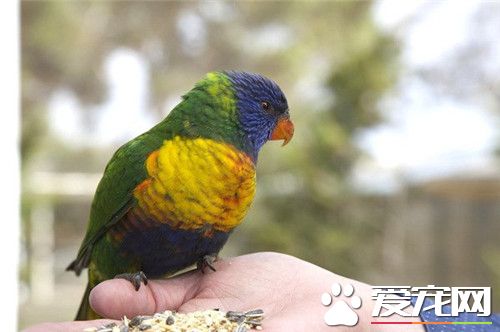 林肯港鹦鹉怎么样 它是鹦鹉种类中的佼佼者