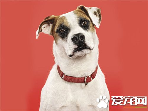 杰克罗素梗聪明吗 杰克罗素梗的魅力在于聪明