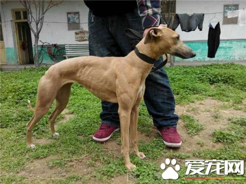 惠比特幼犬价格 很纯的狗狗价格在1500-2000