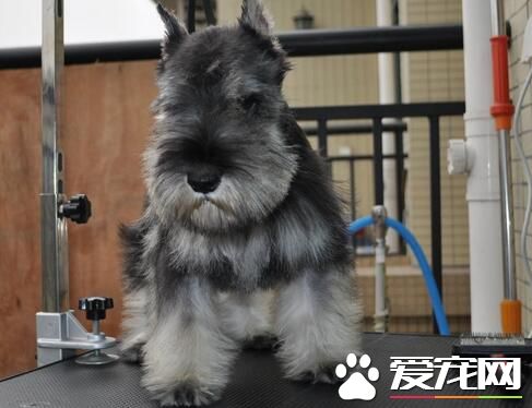 雪纳瑞幼犬的毛色 有些幼犬的毛色是黑银色的