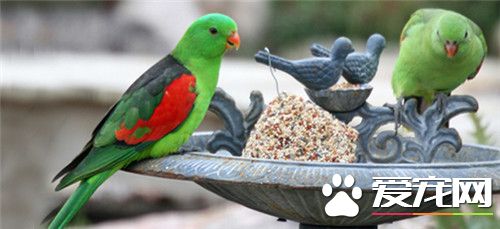红翅鹦鹉的价格 红翅鹦鹉价格是比较昂贵的