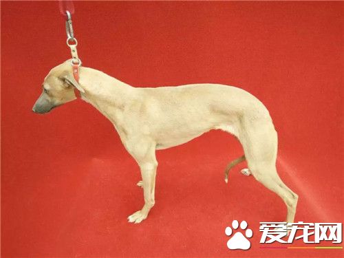惠比特幼犬能喂肉吗 偶尔喂一点肉是可以的