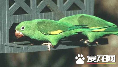 紫冠亚马逊鹦鹉怎么样 羽色鲜艳而且外表帅气