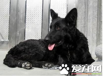 比利时牧羊犬幼犬价格 血统越纯售价就越高