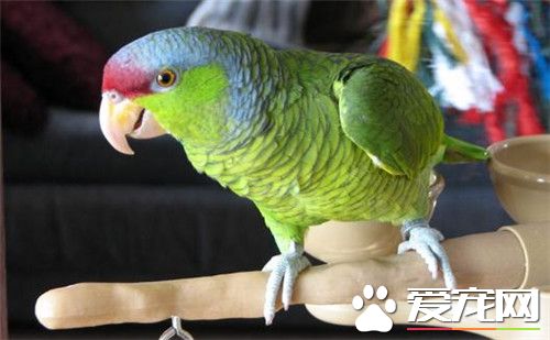紫冠亚马逊鹦鹉怎么样 羽色鲜艳而且外表帅气