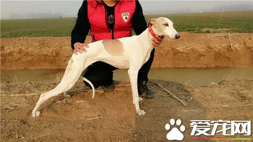 惠比特幼犬价格 很纯的狗狗价格在1500-2000