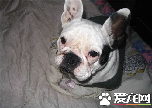 鉴别法国斗牛犬 从法斗的四肢可以观察