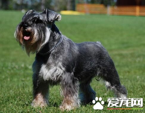 雪纳瑞幼犬多大加食物 三月龄时可以加食物