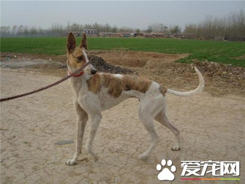 惠比特幼犬怎么挑选 先要了解这种犬的相关资料