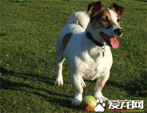 杰克罗素梗聪明吗 杰克罗素梗的魅力在于聪明