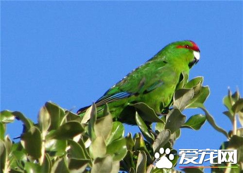 红额鹦鹉价格 不同地方其价格也有一定的差异