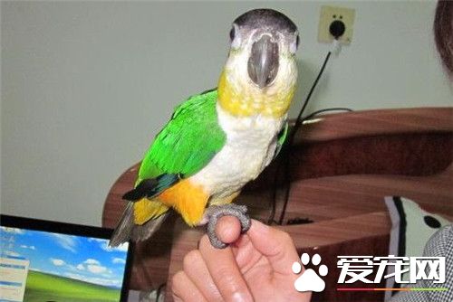 白腹凯克鹦鹉多少钱 价钱普遍比较高