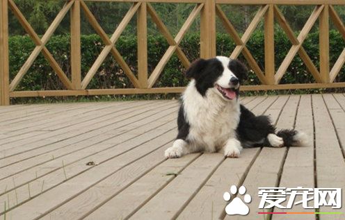 家里养边境牧羊犬好不好 最受家养的宠儿之一