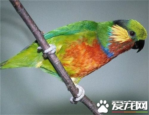 爱德华无花果鹦鹉怎么样 这类鹦鹉的生活习性