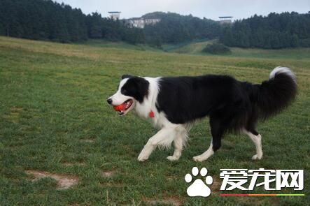 养边境牧羊犬价格 价格从一千到上万不等