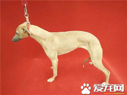 惠比特幼犬怎么挑选 先要了解这种犬的相关资料