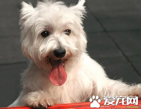 西高地白梗犬容易得病吗 怎么检查狗狗健康状态