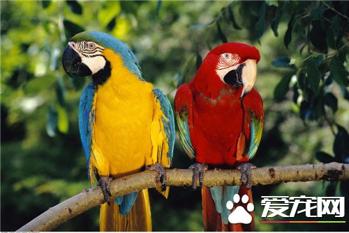 黄翅鹦鹉价格 野生较常见所以价格不是很明确